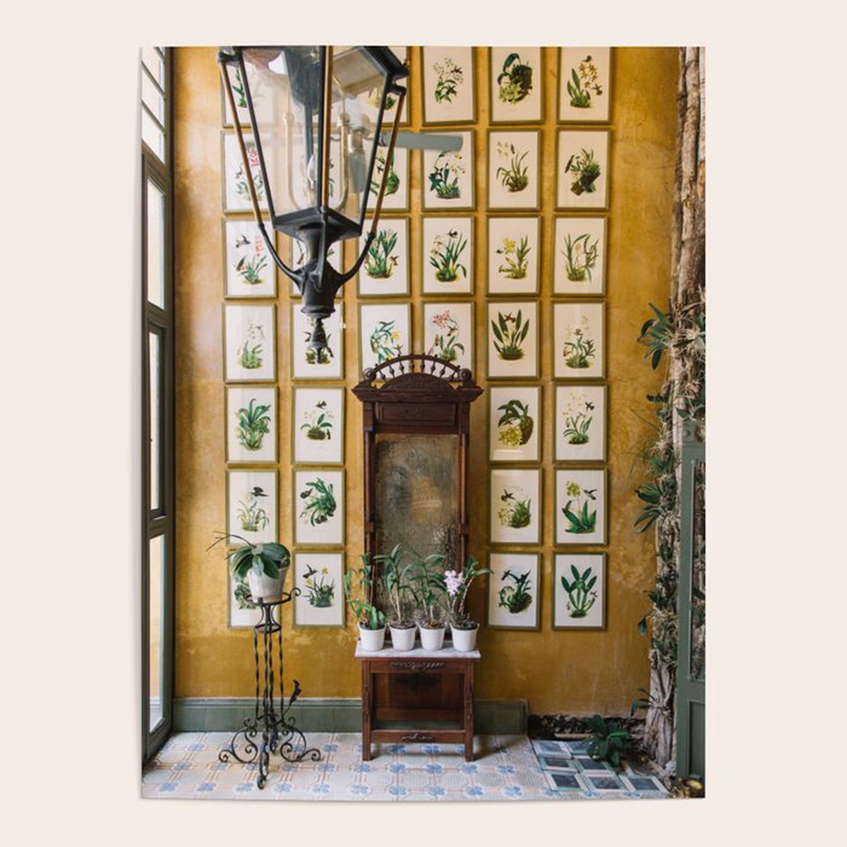 A Wall of Orchids, Merida, Mexico Poster